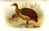 Tinamou