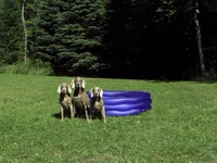 WegmansPool