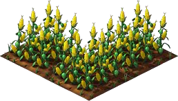 Corn5.png