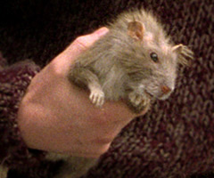 Scabbers hppoa.jpg