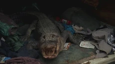 TommyGatorpic