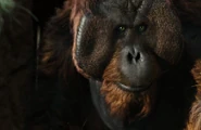Maurice (ROPOTA)