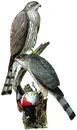 Accipiter striatusDO1908P02CA