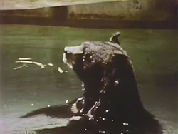 Animalsbathing