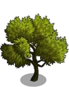 Lucques Olive Tree1-icon