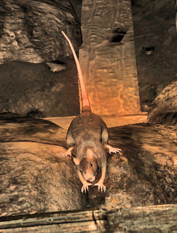 pit rat