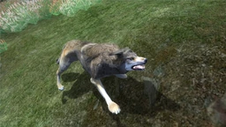 A Wolf