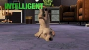 Intelligentpetav