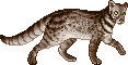 Khatash Adult.gif