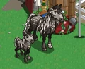 Andalusian Horse & Foal