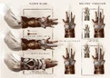 Assassin's Hidden Blade Concept Image