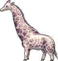 ZiraffaAdult.gif