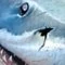 Shark on Cover.jpg
