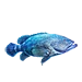Item goliathgrouper 01