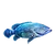 Item goliathgrouper 01