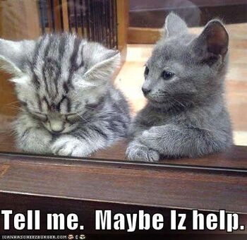 Funny-pictures-kitten-offers-to-help-sad-friend