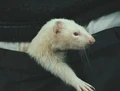 Hp4gf 062DracoFerret.jpg