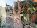 Mandrake.jpg