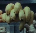 Bananas.jpg
