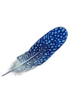 JobberknollFeather.png