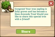 Hass avocado tree