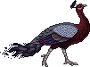 DarkPeacockFemaleAdult.gif