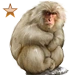 Snow Monkey