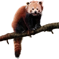 Huge item redpanda 01