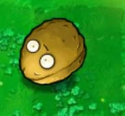 Wall-nut roll on ground