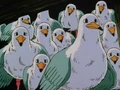 Seagulls.Ep.51.GT
