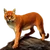 Item africangoldencat 01.png