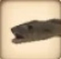Eel