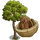 Brazil Nut Tree-icon
