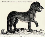 Gevaudanwolf
