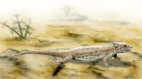 Leptopleuron sp