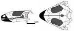 Sauropareion skull 0