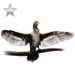 Cormorant