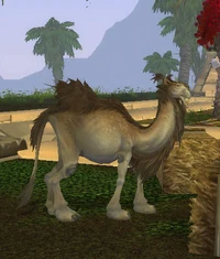 Camel1