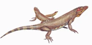 Nyctyphruretus ineptus