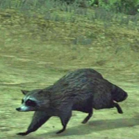 Raccoon-at-night