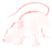 Item black rat 01