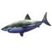 Item tommy shark 01