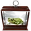 Common-toad