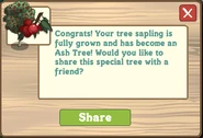Ash Tree Message