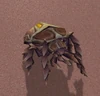 Temple Scarab