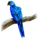 Item paranoidparrot 01.png