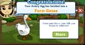 Farm Goose Common Orange Aviary Egg Message