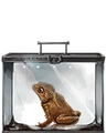 Crested Toad.png