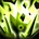 Spell Panda LacticAcid