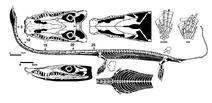 Dinocephalosaurus reconstruction